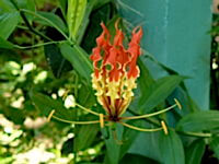 blume flammen.01