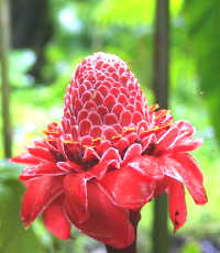 porzellanrose